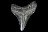 Juvenile Megalodon Tooth - Georgia #75431-1